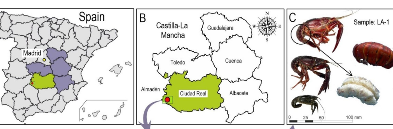 Evaluación del nuevo papel de la especie invasora (Procambarus clarkii) como indicador ambiental en cuencas hidrográficas contaminadas