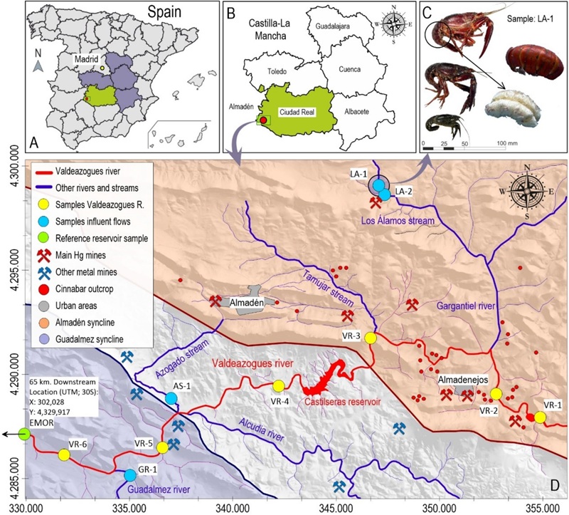 Evaluación del nuevo papel de la especie invasora (Procambarus clarkii) como indicador ambiental en cuencas hidrográficas contaminadas