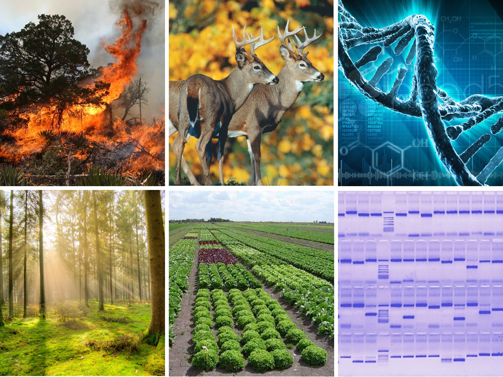 PROGRAMA DE ESTANCIAS DE INICIACIÓN A LA INVESTIGACIÓN DE LA ETSIAMB (4ª EDICIÓN)